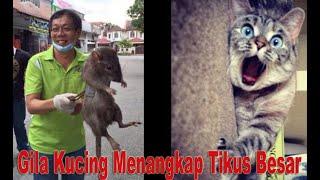 Gila Kucing Menangkap Tikus Besar Tikusnya Mau Lari Akhirnya Begini..