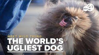 The worlds UGLIEST dog Say hello to the new winner