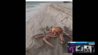 Octopus walking on the beach