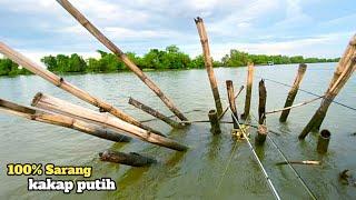 Sudah pasti sarang ikan kakap putih Mancing kakap putih umpan udang hidup