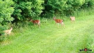 Big Buck Checks Out Drone Along With Others 4K Drone Footage