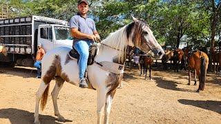 FEIRA DE CAVALO DE CARUARU PE INÚMEROS CAVALOS HOJE TERÇA FEIRA 121124 #nordeste