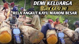 OJEK PALANG DEMI KELUARGA  RELA ANGKUT KAYU MAHONI BESAR BADAN AMPIR KE JEPIT