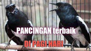 Pancingan Burung Kacer Di Pagi Hari  Sekali Dengar Langsung Bunyi