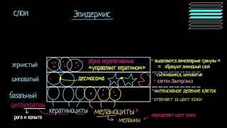 Что такое кожа? Строение эпидермиса видео 2  Анатомия человека  Биология