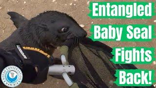 Entangled Baby Seal Fights Back