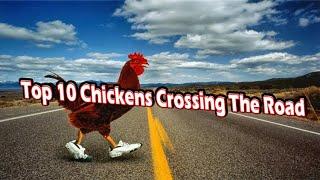 Top 10 chickens crossing the road why did the chicken cross the road