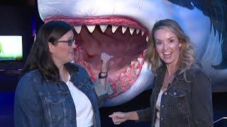 How to Touch a Real Shark at the Houston Museum of Natural Science