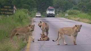 Pride of LIONS crossing the road - Mikumi National Park Tanzania