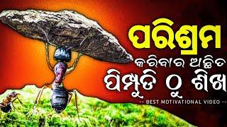  8 ଟି ମହତ୍ତ୍ୱପୂର୍ଣ୍ଣ ଶିକ୍ଷା ଯାହା ପିମ୍ପୁଡି ଠାରୁ ଶିଖିବା ଜରୁରୀ  Best Odia Motivational Video 