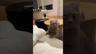 Cat looks shocked after smelling owners sock