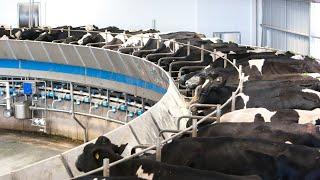 Como las máquinas de ordeño de vacas han cambiado drásticamente este año así es como se hace 