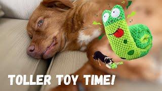 Toller Toy Time Episode 1 Does this Snuffle Toy Last for a Toller?