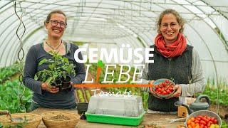 Tomaten - Alles was Du über den Anbau auf dem Balkon und im Freiland wissen musst  Gemüseliebe