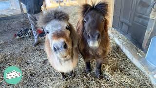 Two Tiny Horses Trot Around The Farm Like Sassy Old Ladies  Cuddle Buddies