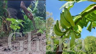 Living in Ghana  Country Side Grow Your Own Food