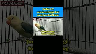 JACKPOT  WARNA TERTINGGI DARI JENIS LOVEBIRD BIOLA #videoshorts #lovebirdbiola