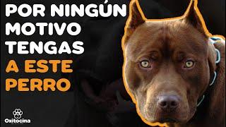 PITBULL TERRIER AMERICANO 7 RAZONES PARA NO TENERLO