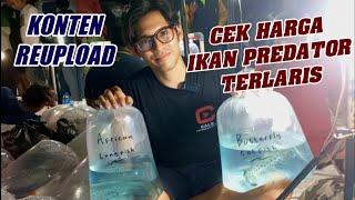 UPDATE CEK HARGA TERBARU IKAN HIAS PREDATOR TERMURAH TERLENGKAP HANIF PASAR IKAN HIAS JATINEGARA