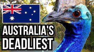 14 Of The Deadliest Animals In Australia - Danger Down Under