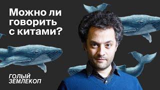 Как понять кита. Выпуск о горбачах кашалотах и космосе  Илья Колмановский «Голый землекоп»