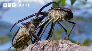 Beetles Brutal Battle for Love  Earths Great Seasons  BBC Earth