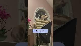 Bad Boys in the House. Funny Cats  #shorts #funnycats