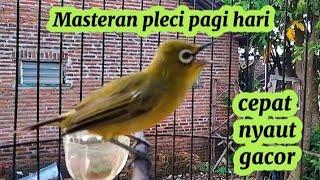 Masteran Pleci agar cepat gacor pleci dakin bali gacor nembak materi