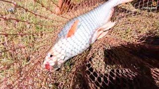 Amazing Fishing Video new  Big Fish Hook video  Catching big fish new