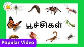 பூச்சிகளின் பெயர்கள் Learn Tamil Bugs and Insects Name for Kids and Children  Tamilarasi