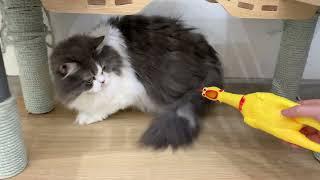 Funny cats pranked by chicken toys