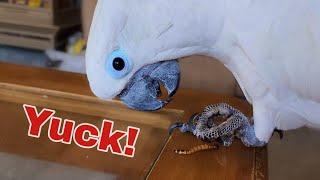 Watch This Cockatoo See A Worm For The First Time