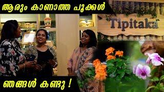 Best Flower & Pot Collection in Trivandrum Tipitaka  Blackies Vlog  Manju Pathrose  Simi Sabu