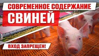 Современное содержание свиней  Откорм поросят  Работа на свинокомплексе  Дымов  Свиноводство