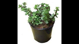 How To Water Jade Plant?  The Correct Way To Water Jade And Other Succulents  Whimsy Crafter