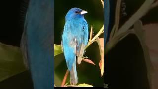 Indigo bunting singing  Bird