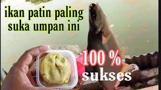 BARU TAU    Ternyata ini umpan terbaik mancing ikan patin  umpan jitu ikan patin