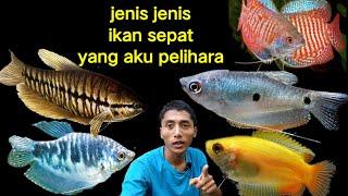 jenis jenis ikan sepat yang aku pelihara