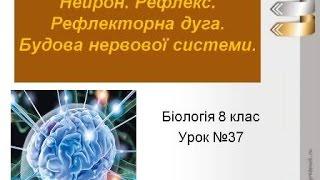 Нервова система людини