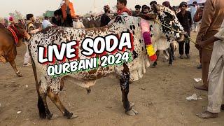 live deal  sahiwal cholisthani bachre  qurbani 2024  Cow Mandi Lahore shahpur kanjra