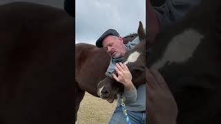 HORSE IN PAIN  CANT LOWER HEAD   Animal Chiropractor