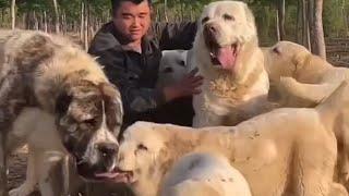 Central Asian Shepherd Breeder