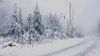 Winter forest light wind accompanied by white snow natural healing snow ASMR