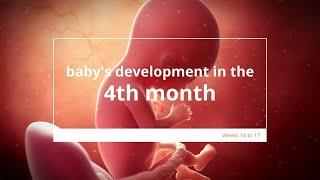 Babys Development in Month 4 of #Pregnancy  Fetal Growth & Development  4 Months #Pregnant