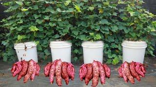 Grow sweet potatoes at home with this secret you will have a good harvest