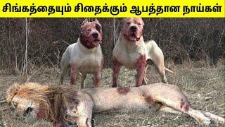 தடை செய்யப்பட்ட நாய்கள்  Dangerous Dogs In India  Tamil Amazing Facts  Banned Dogs In India  Dog