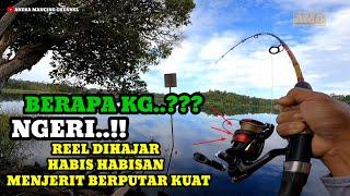 NGERI..Serangan Ikan Besar Reel Berputar Menjerit Keras Sampai Gemeteran