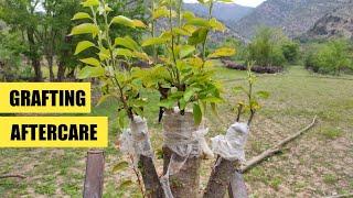 Aftercare of Grafting  how to care your Grafting