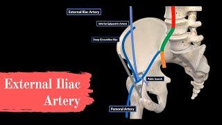 External Iliac Artery Course + Branches
