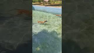 Belgian Malinois Dog swimming and Catch Fish  #dogtraining